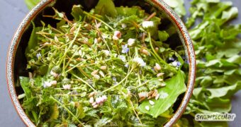 Der Winter ist vorbei und überall sprießt junges Grün! Diese gesunden Kräuter kannst du leicht finden, identifizieren und für deinen Salat nutzen.