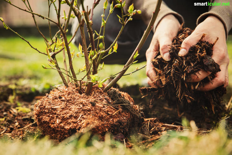 Die richtige Mulchschicht im Biogarten spart Wasser und Dünger, unterdrückt Unkräuter und schafft ein ideales Mikroklima für Nützlinge im Boden.