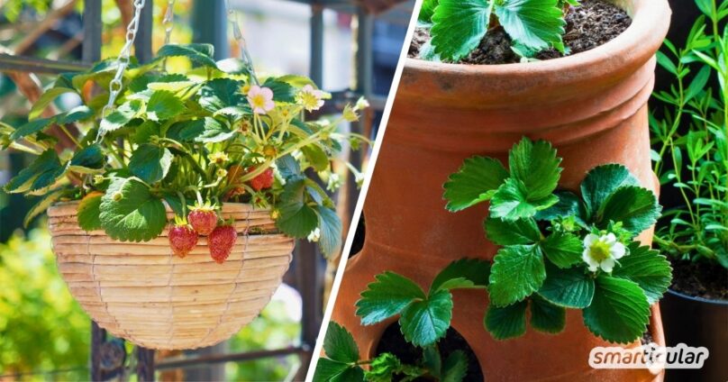 Zu wenig Platz auf dem Balkon oder im Garten? Die Lösung ist vertikales Gärtnern! Mit diesen Techniken und Tricks nutzt du die Fläche optimal.