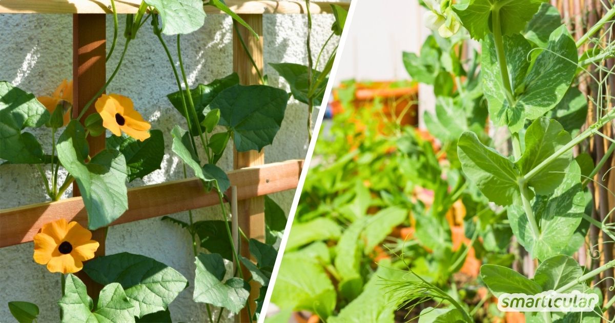 Zu wenig Platz auf dem Balkon oder im Garten? Die Lösung ist vertikales Gärtnern! Mit diesen Techniken und Tricks nutzt du die Fläche optimal.