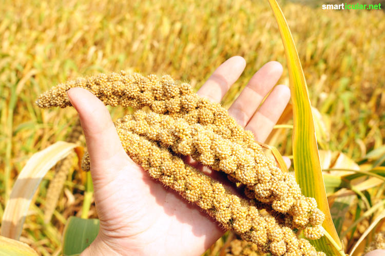 Die Hirse kommt wieder! Zu Recht, denn das kleine Korn ist reich an Mineralstoffen und Vitaminen, leicht verdaulich und besonders lecker in süßen wie herzhaften Gerichten.