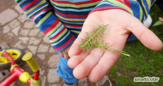 Auch für Kinder gibt es in der wilden Natur viel zu entdecken! Diese Pflanzen sind ungiftig, lecker und können sogar von Kindern sicher bestimmt werden.