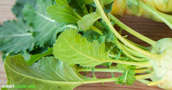 Kohlrabiblätter stecken voller Vitalstoffe und sind deshalb viel zu schade für die Tonne. Mit diesen Rezepten kannst du sie zu schmackhaften Gerichten verarbeiten.