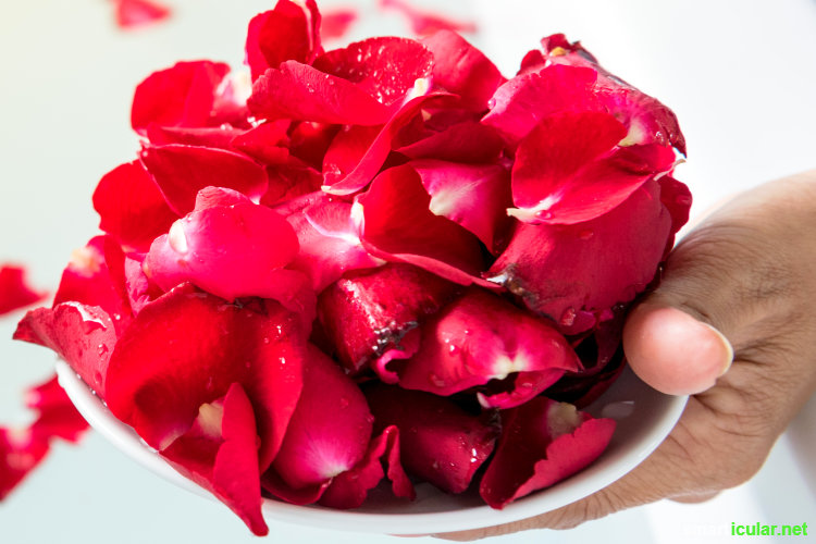 Rosenblütensirup ist eine köstliche Erinnerung an den Sommer. Wie der Sirup für Tee und Süßspeisen zubereitet wird und das ganze Jahr hält, erfährst du hier