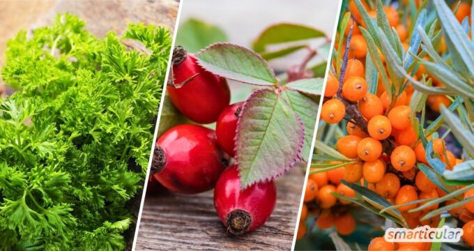 Es müssen nicht immer Orangen sein: Wildobst und Wildkräuter gehören zu den besten Vitamin-C-Quellen und wachsen direkt vor der Haustür.