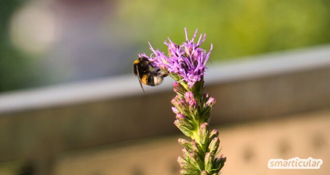 Jeder kann etwas für Insekten tun! Dafür reicht schon eine kleine Fläche, auf der du bienenfreundliche Balkonpflanzen platzierst.