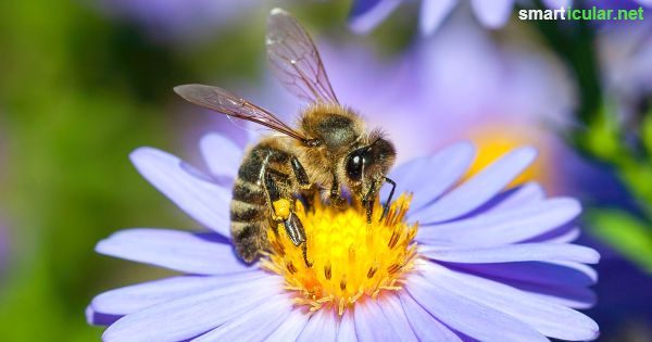 Jeder kann etwas für die Bienen tun! Dafür reicht schon ein kleiner Balkon, auf dem du bienenfreundliche Blumen und Kräuter pflanzt, die auch dir gefallen werden.