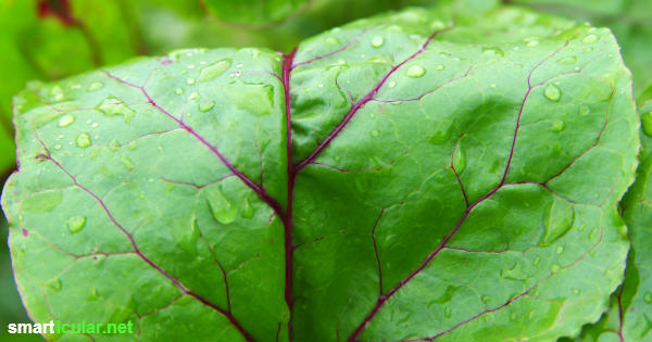 Rote-Bete-Blätter sind gesund und schmecken genauso gut wie die Knolle! Als Ersatz für Mangold, in Smoothies und Suppen - viel zu schade zum Wegwerfen.