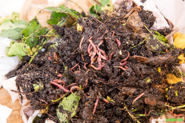 Mit einer Wurmkiste kannst du Grünabfälle in hochwertige Pflanzerde verwandeln, selbst wenn du keinen Platz für einen Komposthaufen hast. Diese Schritt-für-Schritt-Anleitung zeigt, wie es geht.