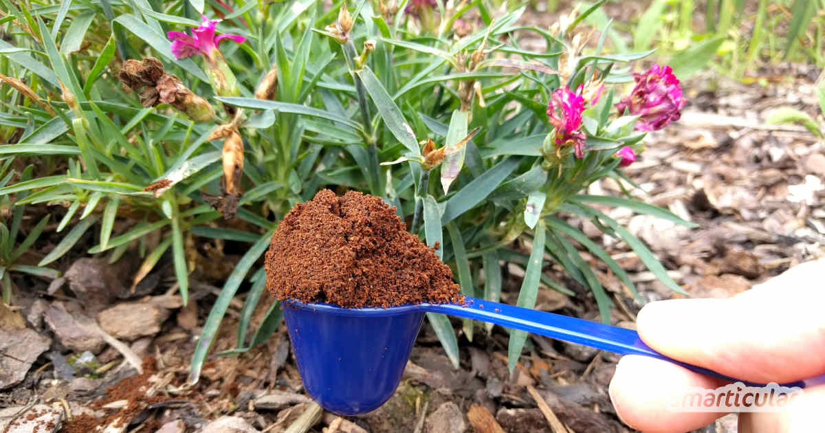 Kaffeesatz im Garten: So hilft das vermeintliche Abfallprodukt