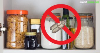 Mottenplage im Küchenschrank? Mit diesen Hausmitteln und Tricks bekämpfst du Lebensmittelmotten langfristig und effektiv.