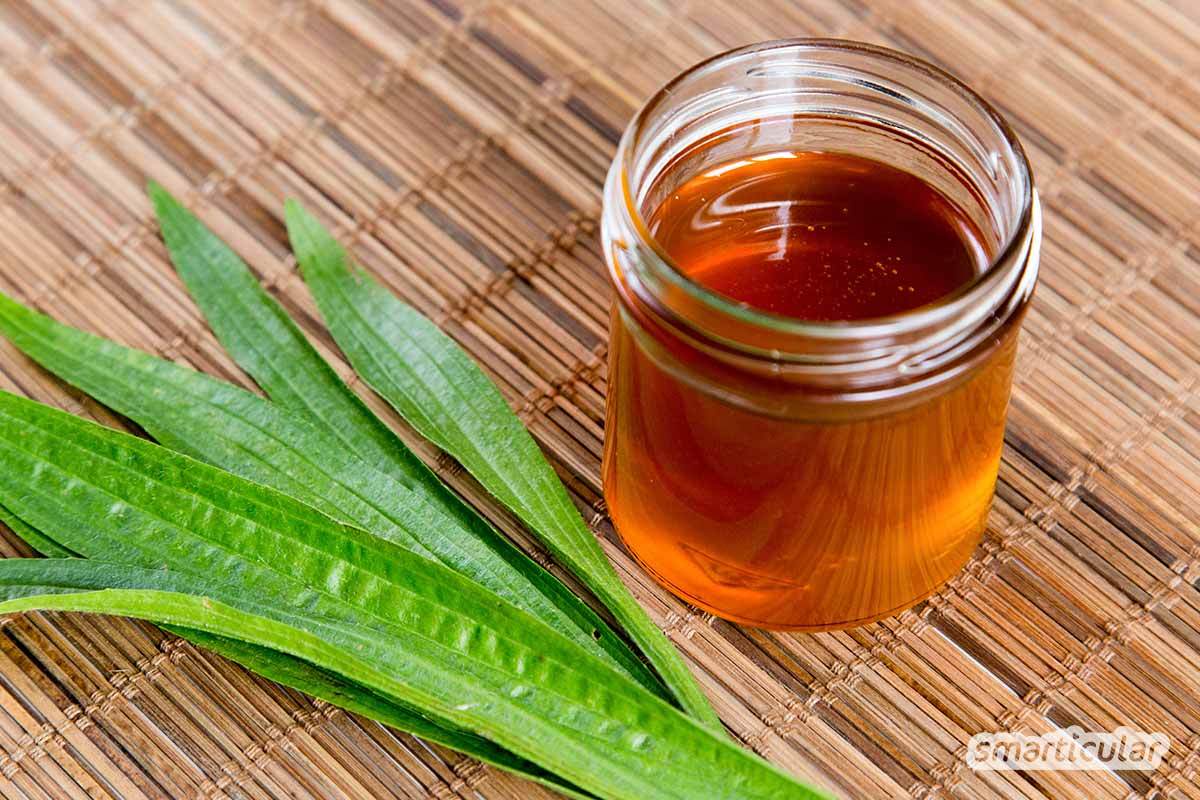Spitzwegerich gehört zu den klassischen Heilpflanzen bei Atemwegserkrankungen. Aus frischen Blättern und Honig kannst du einen heilsamen Sirup selbst herstellen!