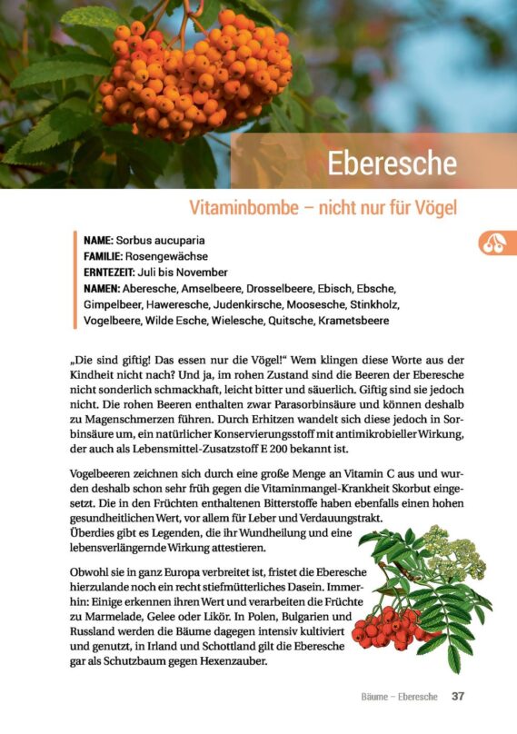 Geh raus! Deine Stadt ist essbar - Leseprobe