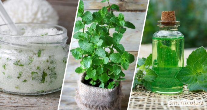 Pfefferminze hat nicht nur ein unverwechselbares Aroma, sondern besitzt auch viele gesunde Inhaltsstoffe. Probiere doch mal eines dieser Rezepte, um ihre Heilwirkung für das ganze Jahr zu konservieren!