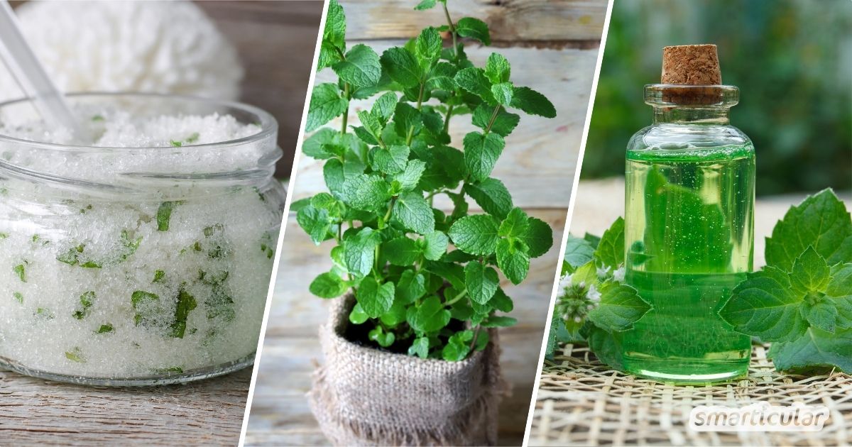 Pfefferminze hat nicht nur ein unverwechselbares Aroma, sondern besitzt auch viele gesunde Inhaltsstoffe. Probiere doch mal eines dieser Rezepte, um ihre Heilwirkung für das ganze Jahr zu konservieren!