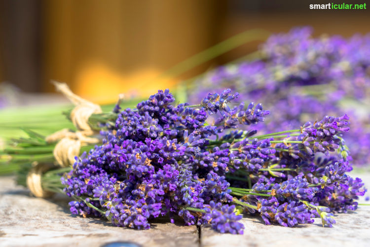 So viele Gartenkräuter, aber du weißt nicht wohin damit? Dann lass dich von unserem kleinen Kräuter-ABC inspirieren, damit du immer weißt, welche Kräuter am besten zu deinem Essen passen!