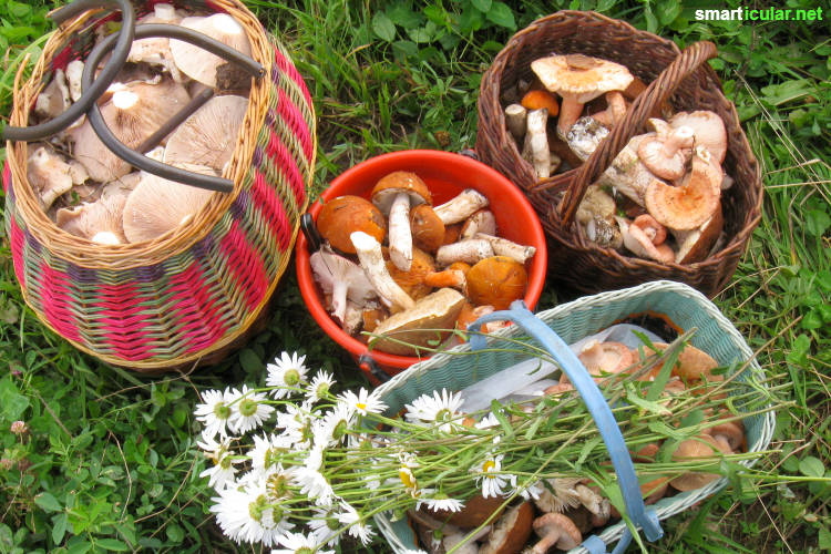 Gesunde Waldküche: nach all diesen Nahrungsmitteln aus dem Wald kannst du beim nächsten Waldspaziergang Ausschau halten, regional und köstlich.