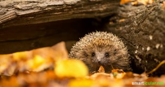 Bereite deinen Garten auf den Winter vor! Mit diesen Tipps machst du dir die herbstlichen Arbeiten einfacher, schützt die Umwelt und hilfst den Tieren beim Überwintern.