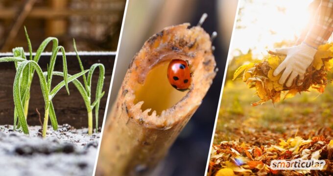 Garten winterfest machen leicht gemacht: Natürliche Pflanzenpflege, Hausmittel für saubere Töpfe und wertvolle Tipps für den Naturschutz.