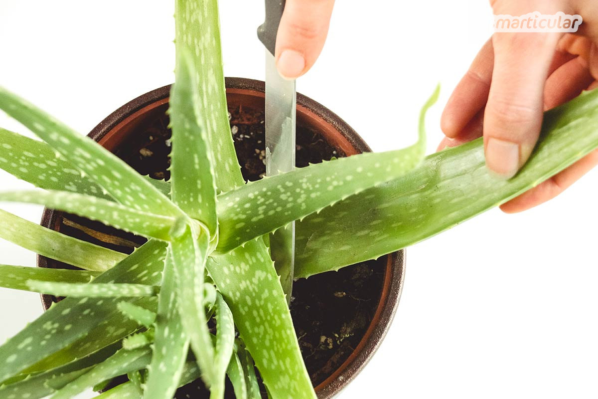Statt Aloe vera in Form teuren Cremes aus der Drogerie zu nutzen, kannst du das heilsame Gel ganz einfach selbst aus der Pflanze herstellen.