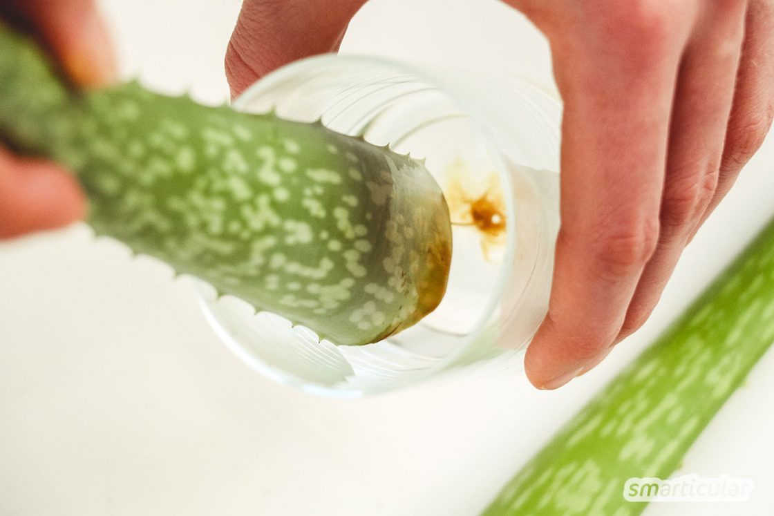 Wo Bekomme Ich Aloe Vera Blätter Her Aloe-vera-Gel einfach und kostenlos selbst herstellen