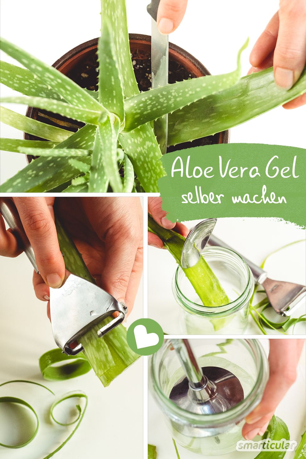 Groseramente Festival Brillar Aloe-vera-Gel einfach und kostenlos selbst herstellen