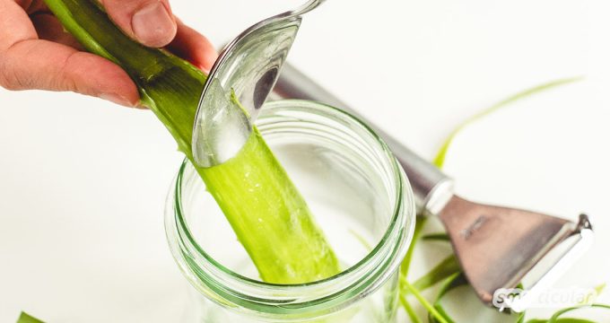 Statt Aloe vera in Form teuren Cremes aus der Drogerie zu nutzen, kannst du das heilsame Gel ganz einfach selbst aus der Pflanze herstellen.