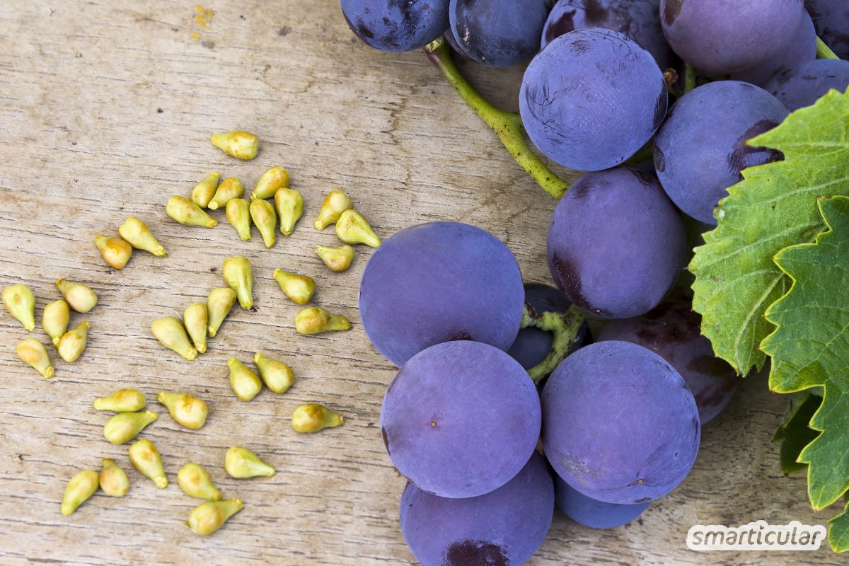 Dunkle Trauben mit danebenliegenden Kernen.