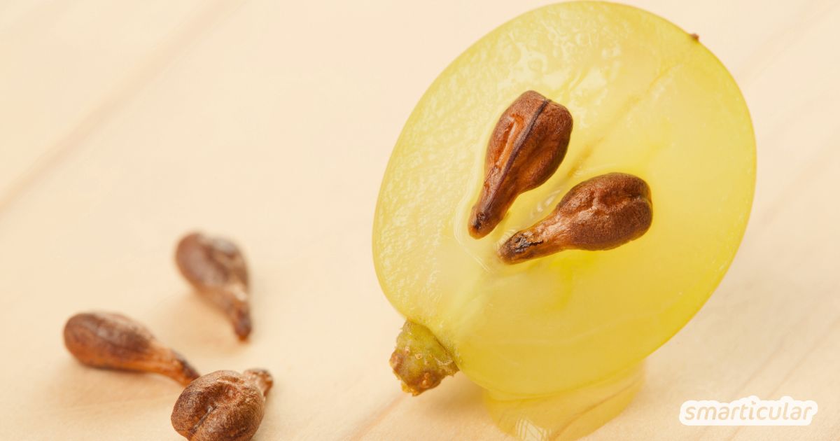 Im Handel findet man fast nur noch kernlose Früchte, dabei sind Traubenkerne so gesund - erfahre alles Wichtige mit einem Klick.