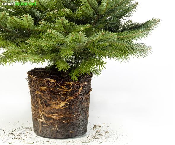 Wie wäre es mit einem lebenden Weihnachtsbaum? Mit diesen Tipps übersteht dein Bäumchen im Kübel unbeschadet die Weihnachtszeit.