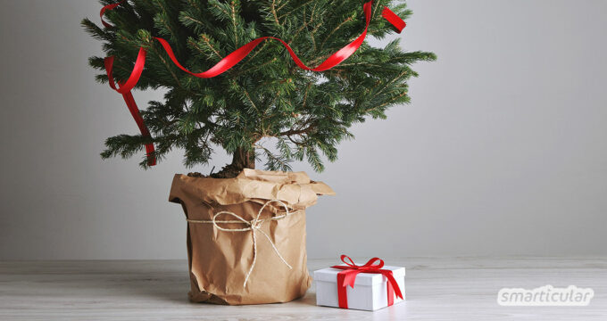 Du möchtest an Weihnachten keinen gefällten Baum mehr aufstellen? Mit diesen Tipps übersteht dein Weihnachtsbaum im Topf unbeschadet die Festtage.