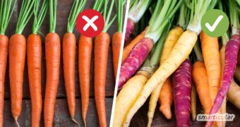 Immer nur fades Einheitsgemüse im Supermarkt? Dabei gibt es viele gute Gründe, alte Gemüsesorten wieder vermehrt anzubauen und zu nutzen!