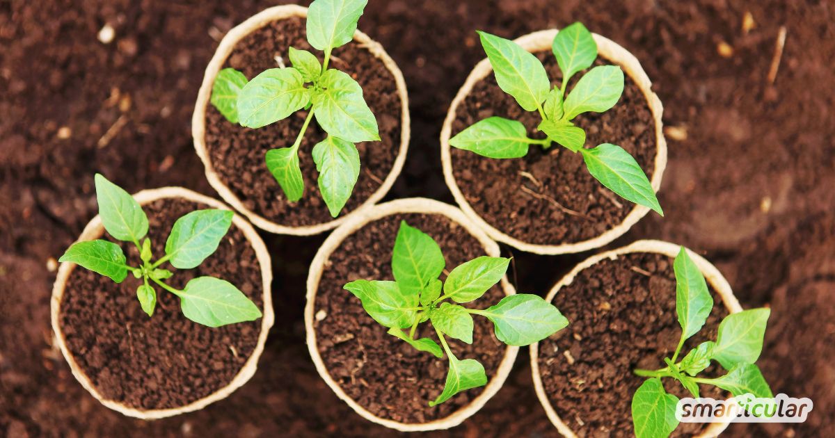 Selbst angebautes Gemüse ist nicht nur lecker, sondern du weißt auch genau, was drin steckt! So gelingt die Anzucht zu Hause mit einfachen Mitteln.