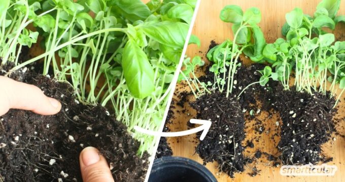 Supermarkt-Basilikum überlebt meist nicht lange - mit diesen Tricks kannst du ihn unendlich vermehren und eine einzige Pflanze quasi ewig weiter verwenden.