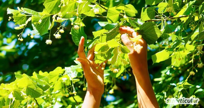 Entdecke essbare Baumblätter als regionales Superfood! Von Linde bis Birke – lerne, welche Blätter schmecken und wie du sie verwendest.