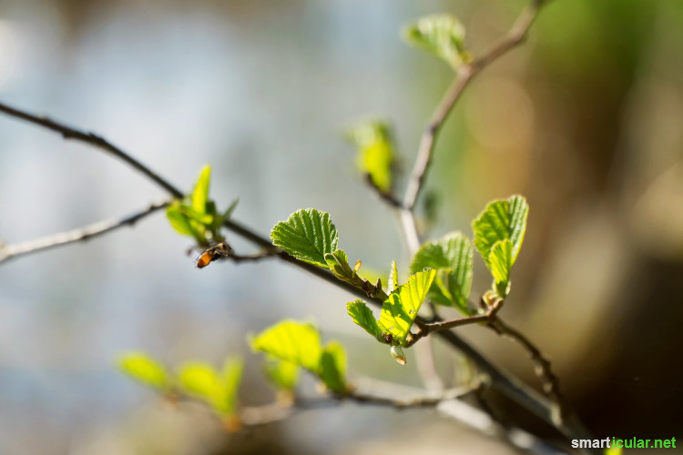 Nicht nur die Früchte vieler Bäume sind essbar - häufig sind auch die Blätter nicht nur genießbar, sondern auch richtig schmackhaft und gesund!