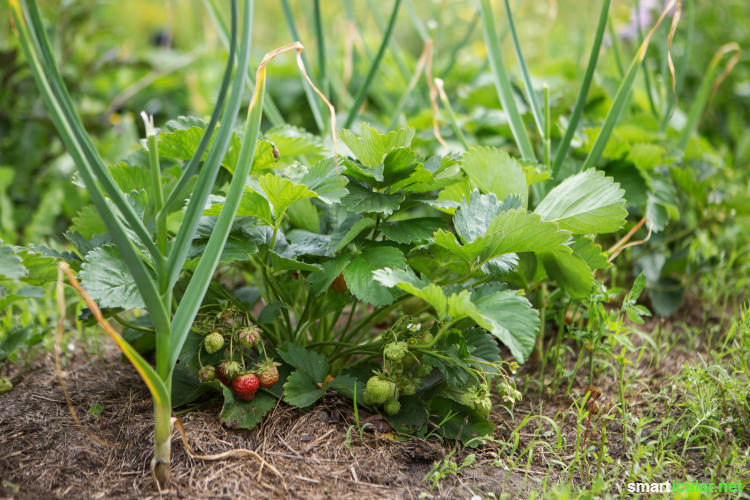 Knoblauch sollte in keinem Garten fehlen! Wie vielfältig du die scharfe Knolle als natürlichen Pflanzenschutz einsetzen kann, erfährst du hier.