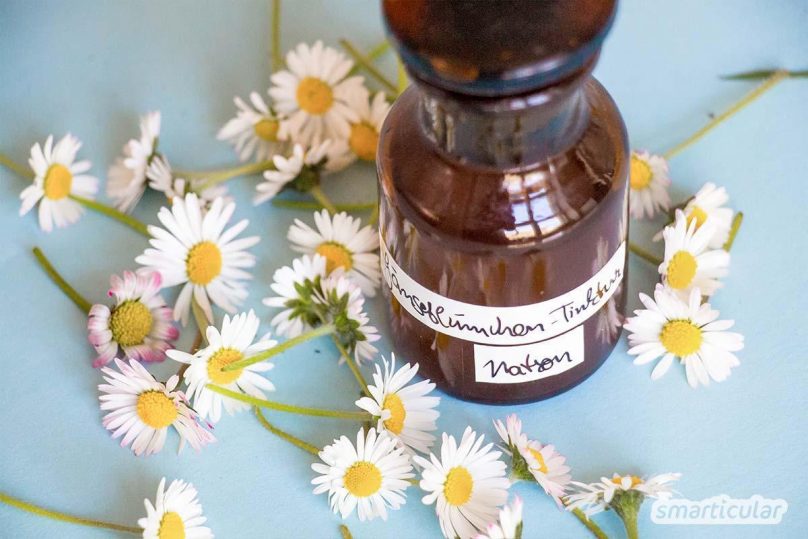 Eine Gänseblümchen-Tinktur hilft bei Hautproblemen und Erkältungen. Mit Natron statt Alkohol ist sie auch für Kinder und bei empfindlicher Haut verwendbar.