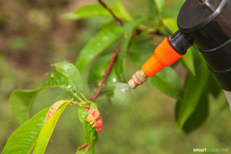 Viele ätherische Öle verfügen über eine antibakterielle, fungizide und insektenabwehrende Wirkung. Mit einem selbst gemachten Pflanzenspray kannst du dir ihre natürliche Schutzwirkung im Garten zu Nutze machen.