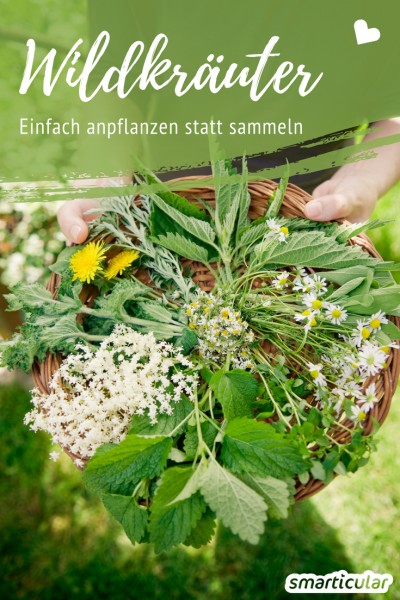 Keine Zeit für ausgiebige Wildkräuterwanderungen? Viele vitalstoffreiche Wildpflanzen kannst du alternativ auch in deinem Garten oder auf dem Balkon kultivieren.