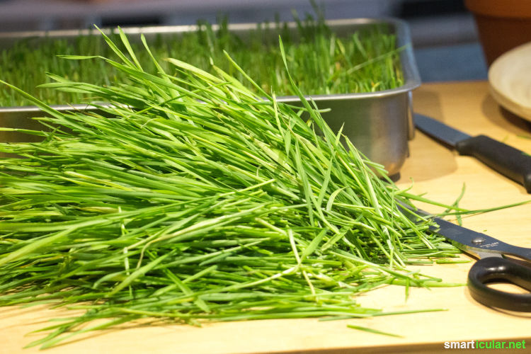 Weizengras wird als Superfood immer populärer. Wie du das vitalstoffreiche Grün in der Wohnung preiswert selbst anbauen und zubereiten kannst, erfährst du hier.