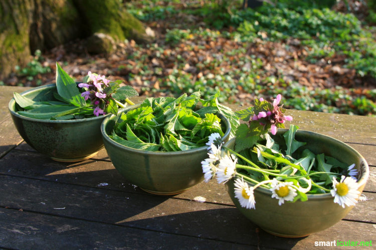 Keine Zeit für ausgiebige Wildkräuterwanderungen? Viele vitalstoffreiche Wildpflanzen kannst du alternativ auch in deinem Garten oder auf dem Balkon kultivieren.