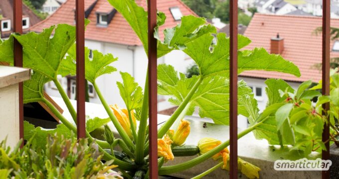 Zucchini im Topf anzupflanzen ist ganz einfach. Für eine reiche Ernte brauchst du gar keinen eigenen Garten, du kannst sogar Zucchini auf dem Balkon ziehen.