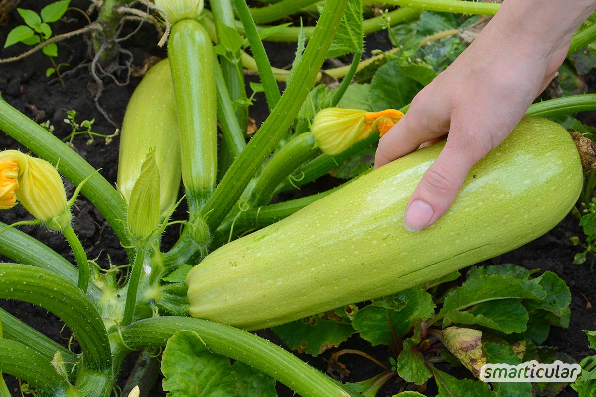 Zucchini im Topf anzupflanzen ist ganz einfach. Für eine reiche Ernte brauchst du gar keinen eigenen Garten, du kannst sogar Zucchini auf dem Balkon ziehen.