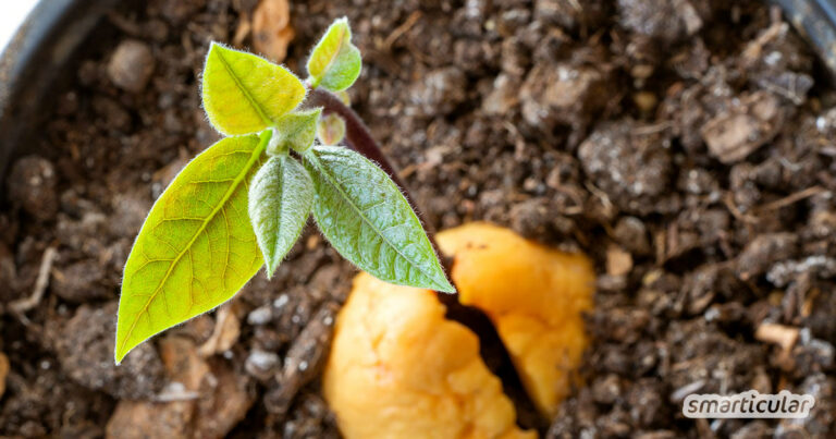 Einen Baum aus dem Avocadokern ziehen - so geht’s