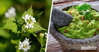 Die Knoblauchsrauke ist ein besonders würziges Wildkraut und bringt neuen Schwung in altbekannte Rezepte - zum Beispiel in Senfsauce und Guacamole!