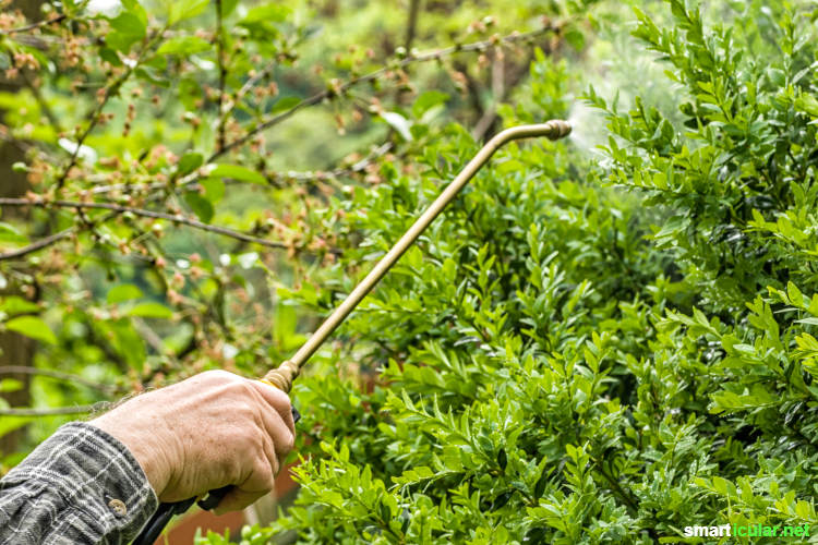 Statt den Buchsbaumzünsler mit der Chemiekeule zu bekämpfen, um den Buchsbaum zu retten, sind natürliche Mittel ebenso wirksam - und zudem viel umweltschonender und bienenfreundlicher.