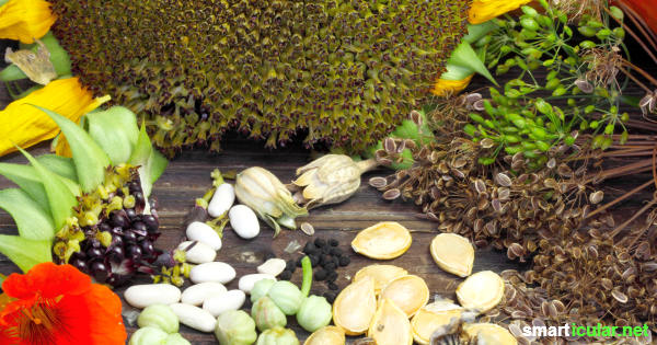Statt jedes Jahr neues Saatgut zu kaufen, kannst du von vielen Blumen- und Gemüsesorten die Samen ganz einfach ernten, lagern und im Frühjahr wieder aussäen. Mit diesen Tipps gelingt’s!