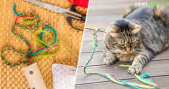 Katzen lieben es zu spielen! Umso schöner, dass wir mit selbst gebasteltem Spielzeug zu ihrem Wohlbefinden beitragen können. Dieser Beitrag liefert einfache Ideen.