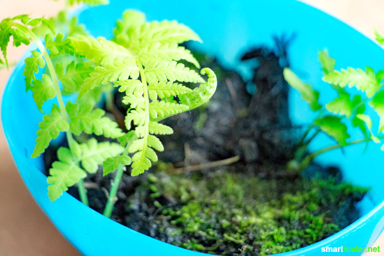 Ein Flaschengarten ist ein in sich geschlossenes System, das oft jahrelang keine Pflege braucht. Du kannst das kleine Biotop mit heimischen Pflanzen selbst anlegen.